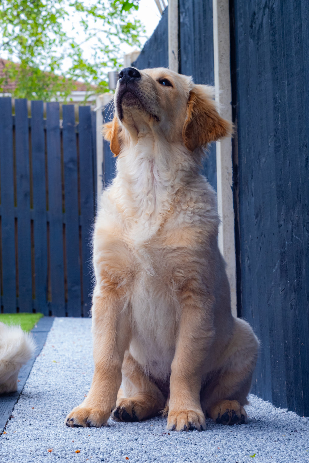 Hund der sidder på easihold stentæppe
